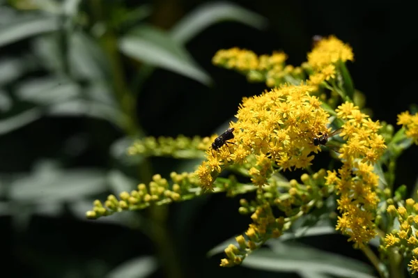 stock image insects  sitting on  flowers in the garden