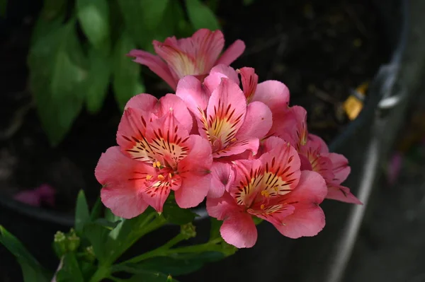 美しいピンクの花花のコンセプト背景 — ストック写真