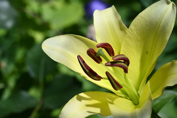 stock image beautiful bright  lily  flower in garden, close up