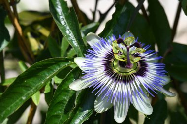 Bahçedeki güzel, parlak çiçek, kapat