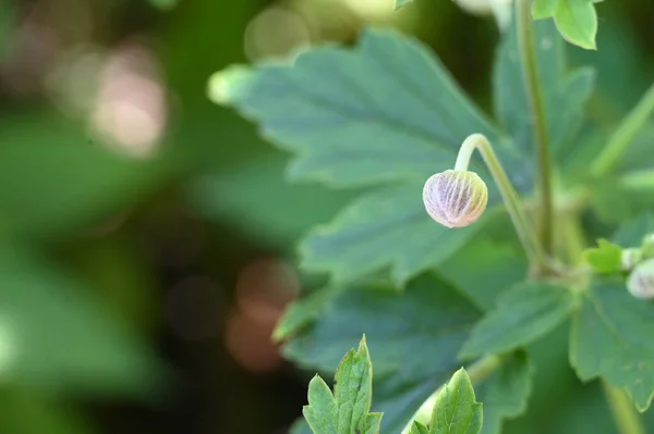 Beautiful Botanical Shot Natural Wallpaper Flower Bud — Stock Photo, Image