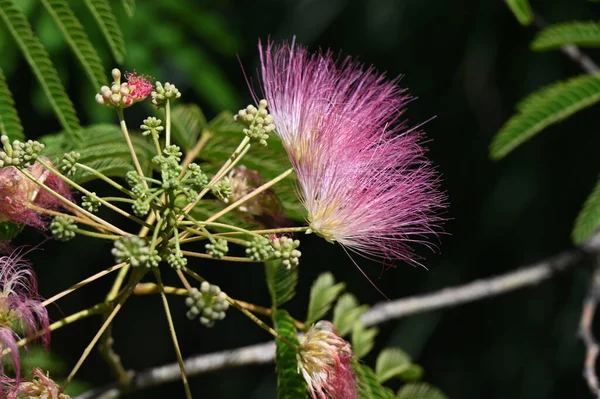 stock image close up of white and pink fluffy flowers in the garden