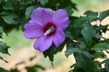 Bahçedeki güzel, parlak çiçek, kapat