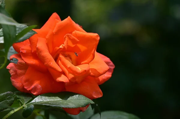 Piękne Jasne Róże Bliska — Zdjęcie stockowe