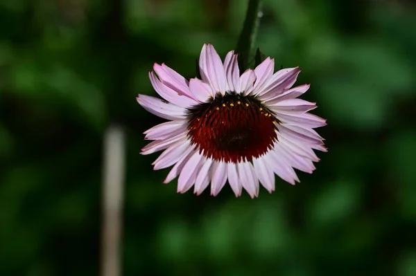 Schöne Helle Blume Garten Nahaufnahme — Stockfoto