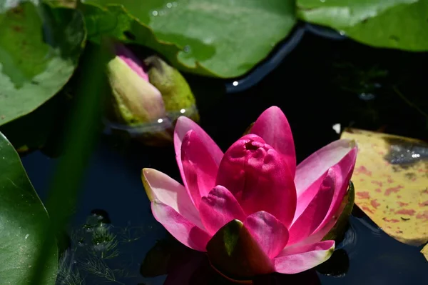 Piękny Botaniczny Strzał Naturalna Tapeta Piękny Kwiat Lilii Wodnej — Zdjęcie stockowe
