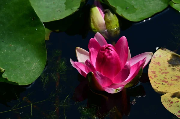 Piękny Botaniczny Strzał Naturalna Tapeta Piękny Kwiat Lilii Wodnej — Zdjęcie stockowe