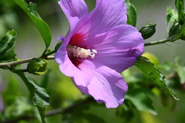 Όμορφο Φωτεινό Λουλούδι Στον Κήπο Κοντά — Φωτογραφία Αρχείου
