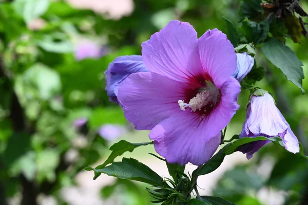Krásná Jasná Květina Zahradě Zblízka — Stock fotografie