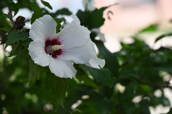 Vackra Ljusa Blommor Närbild — Stockfoto