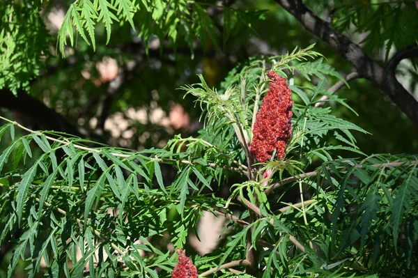 stock image blooming trees in the park 