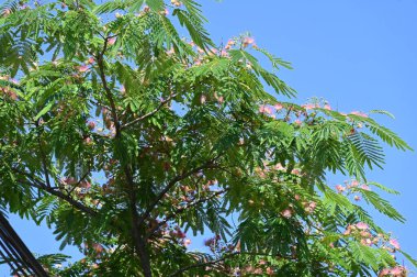 Bahçedeki çiçekleri kapat.