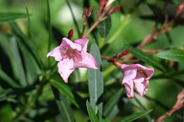 güzel parlak Çiçekler, yakın