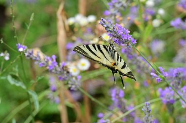 Bahçedeki mor çiçeklerin üzerinde oturan kelebek