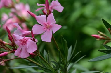 güzel parlak Çiçekler, yakın