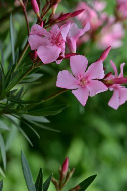 güzel parlak Çiçekler, yakın