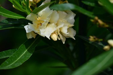 güzel parlak Çiçekler, yakın