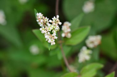 güzel parlak Çiçekler, yakın