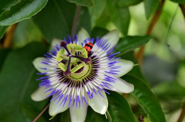 Bahçedeki güzel, parlak çiçek, kapat