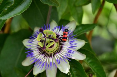 Bahçedeki güzel, parlak çiçek, kapat