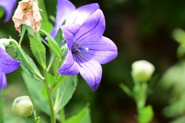 güzel parlak Çiçekler, yakın