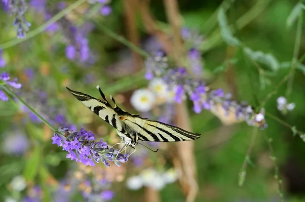 Бабочка Сидит Фиолетовых Цветах Саду — стоковое фото
