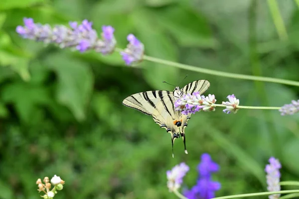Πεταλούδα Κάθεται Μοβ Λουλούδια Στον Κήπο — Φωτογραφία Αρχείου