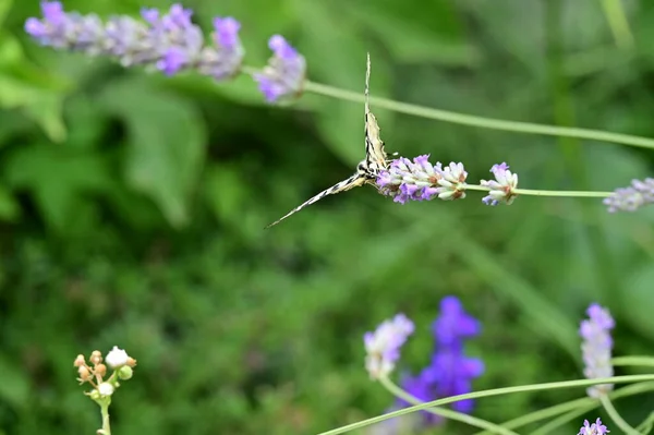 庭の紫色の花に蝶が座り — ストック写真