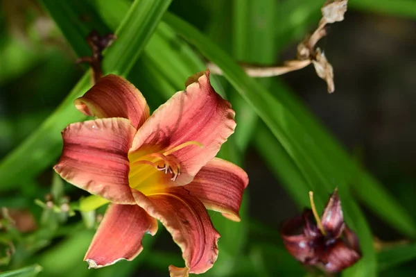 Beautiful Bright Lily Flower Garden Close — Stock Photo, Image