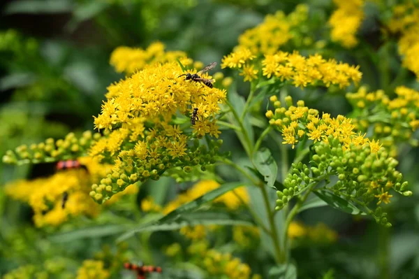 stock image insects  sitting on  flowers in the garden