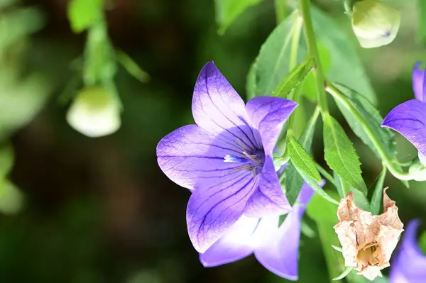 Piękne Jasne Kwiaty Zbliżenie — Zdjęcie stockowe