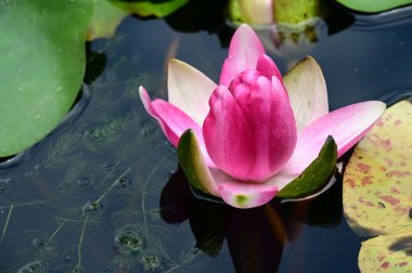 Güzel botanik fotoğrafı, doğal duvar kağıdı. Güzel su zambağı çiçeği