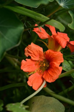 güzel parlak Çiçekler, yakın