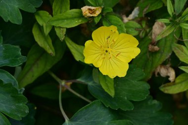 Bahçedeki güzel, parlak çiçek, kapat