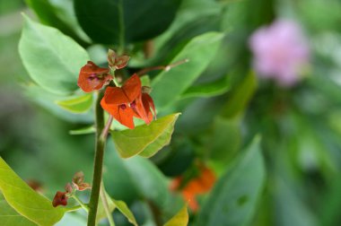 güzel parlak Çiçekler, yakın
