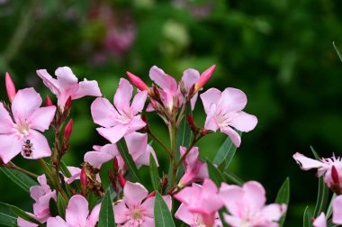 güzel parlak Çiçekler, yakın