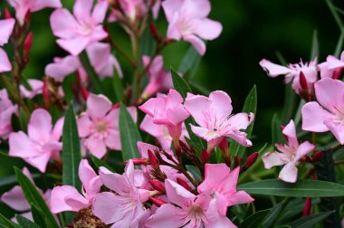 güzel parlak Çiçekler, yakın