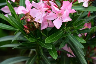 güzel parlak Çiçekler, yakın