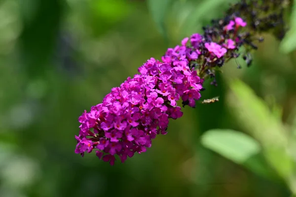 Vacker Ljus Blomma Trädgården Närbild — Stockfoto