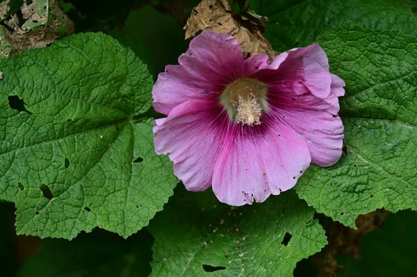 Gyönyörű Fényes Virág Kertben Közelről — Stock Fotó
