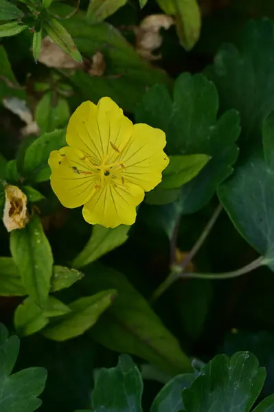 Belle Fleur Lumineuse Dans Jardin Gros Plan — Photo