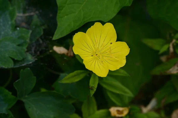 Belle Fleur Lumineuse Dans Jardin Gros Plan — Photo