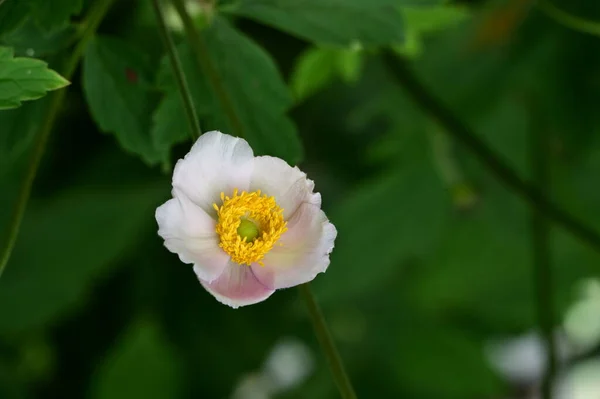 Piękny Jasny Kwiat Ogrodzie Zbliżenie — Zdjęcie stockowe