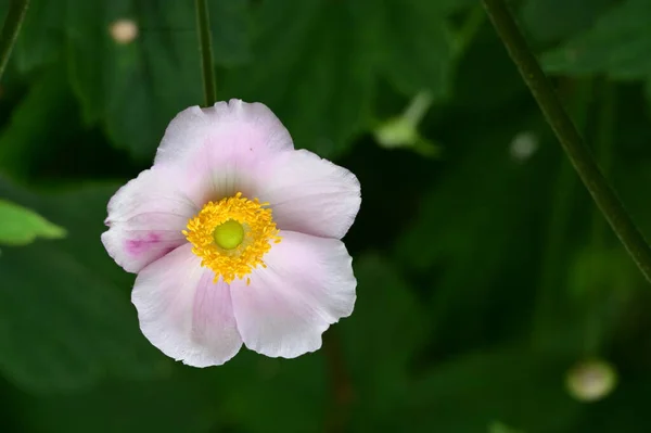 Bahçedeki Güzel Parlak Çiçek Kapat — Stok fotoğraf