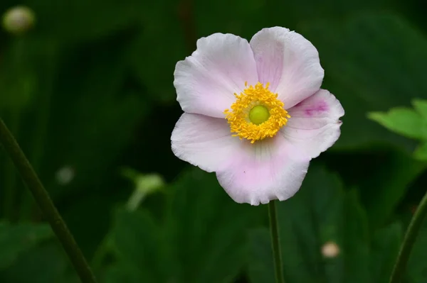Piękny Jasny Kwiat Ogrodzie Zbliżenie — Zdjęcie stockowe