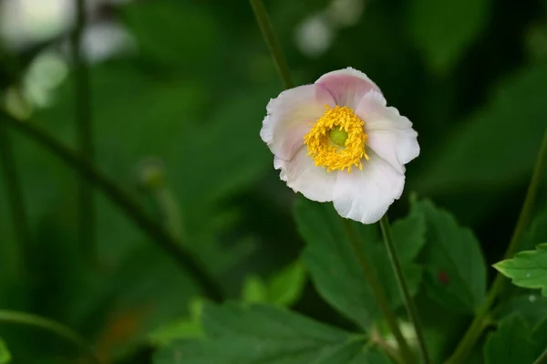 Gyönyörű Fényes Virág Kertben Közelről — Stock Fotó