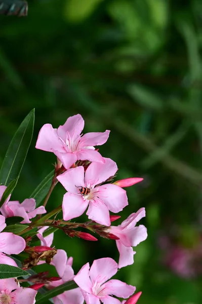 Krásné Světlé Květiny Zblízka — Stock fotografie
