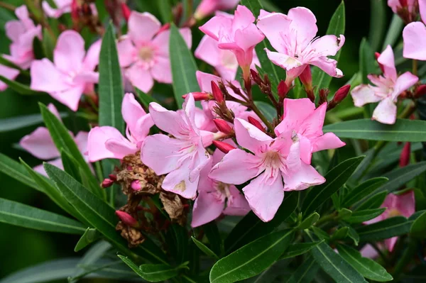 stock image beautiful bright  flowers, close up