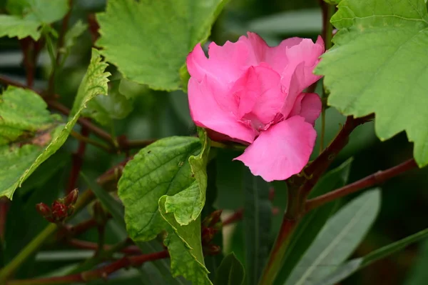 Красивый Яркий Цветок Саду Закрыть — стоковое фото