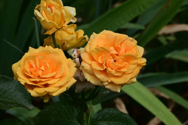 Όμορφα Φωτεινά Τριαντάφυλλα Κοντά — Φωτογραφία Αρχείου